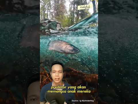 Video: Bagaimana salmon berenang ke hulu?