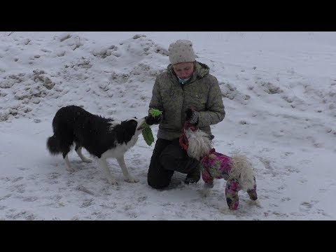 Видео: Почему играть в игры с собакой помогает