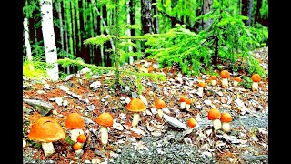 Много грибов на дороге - лес усеян грибами! Нашёл старую дорогу, очень грибное место - Грибы 2020