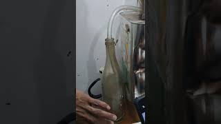 #Yavani( Ajwain) Arka kalpana by distillation process👩⚕️✨️ #Arka kalpana is upkalpana of phaant 👍✨️