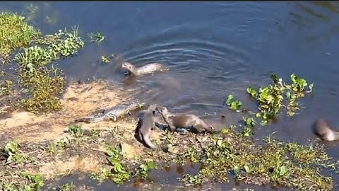 Rái cá tấn công cá sấu, giành lại địa bàn