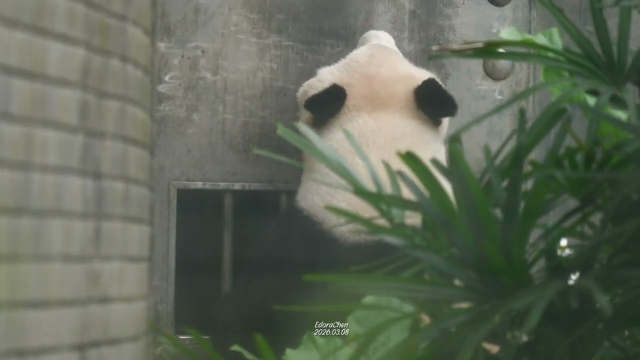 2026.03.08下午二點仔仔跟保育員姊姊們的小互動 #大貓熊 #圓仔 the giant panda YuanZai