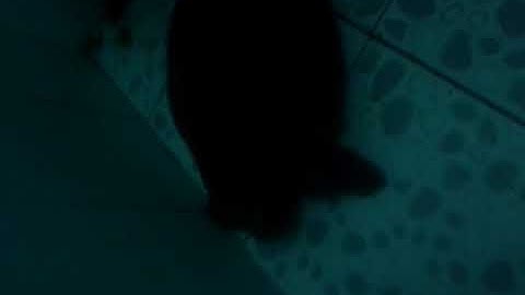 Rùa đất lớn sen vàng khoảng 8kg bình Dương giá 5 triệu 0964940421