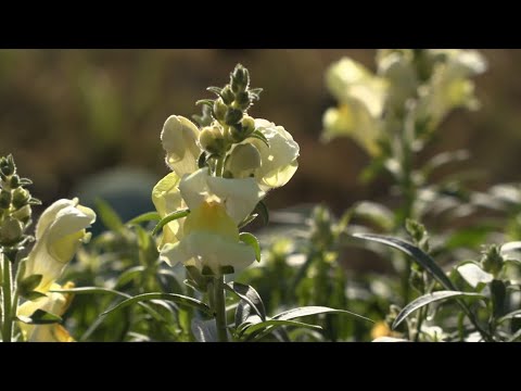 Video: Årlige Blomster Til En Sommerbolig (65 Fotos): Navnene På Haveårlige For Uralerne Og Andre Steder. Høj, Krøllet Og Andre Typer Til Blomsterbed