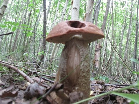 Как гриб подосиновик получил свое название и как он может прокормить вас зимой