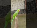 Cute Ringneck Parrot Bird ! #parrot #talkingparot #birds #parrottalking #shorts #ytshorts