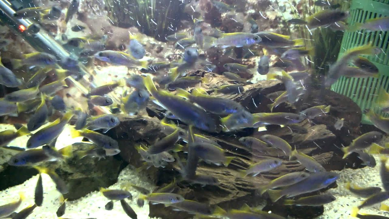 Pseudotropheus Acei Luwala Fishmagic Pseudotropheus Acei Luwala Fishmagic