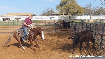 Playnwithmywildthing - working cows - ValleyViewRanch.net
