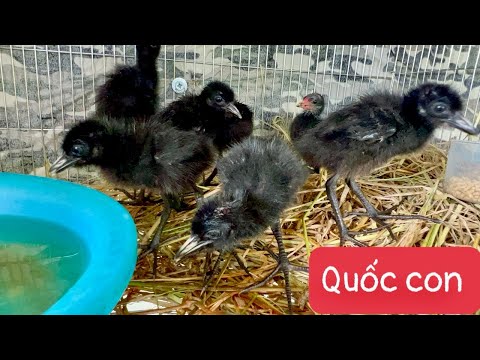Bán Chim Quốc Có Cuốc Con Giá Rẻ