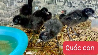 Bán chim quốc-có cuốc con giá rẻ