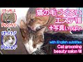 猫の毛づくろいエステⅧ ~サロン・ド・ぴっち♀→ぽっけ♂~Cat grooming beauty salon Ⅷ ~salon de Pokke♂→Picchi♀~2015.09.02.13780