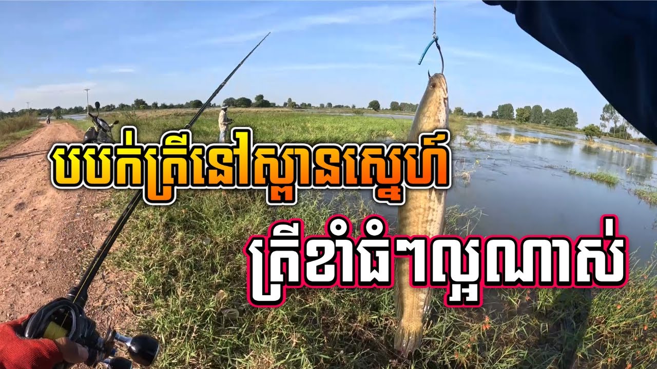 បបក់ត្រីនៅស្ពានស្នេហ៍ | តាសល់ | Fishing Snakehead Fish At Ta Soal #fishing #បបក់ត្រីធម្មជាតិ
