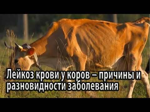 Лейкоз крови у коров – причины и разновидности заболевания, а также основные симптомы и методы лечен