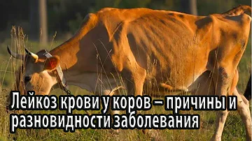 Лейкоз крови у коров – причины и разновидности заболевания, а также основные симптомы и методы лечен