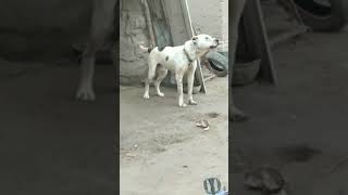 Мана Хакикий Бурибосар Итлар: Энг Улкан Итлар. Собаки в Узбекистане