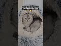고맙다 말랑아                                              #야롱#빵떡#말랑#고양이#cat#샴#브리티시숏헤어#스코티시폴드#고양이일상#숨숨집