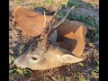 Roe buck hunting in Romania 13 Rehbock Jagd in Rumänien 13 Jacht op reeën in roemenië 13