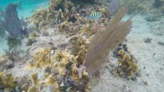 cancun_playa_del_carmen_snorkel