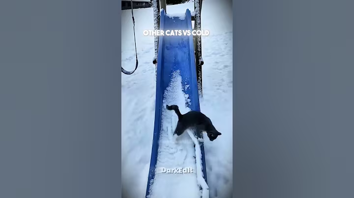 다른 고양이 vs 추위 vs 이 고양이 ☠️ #편집 #뉴욕 #미국