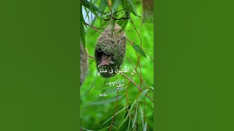 ما تيسر من سورة لقمان هذا خلق الله#قرآن #كريم #المصحف #اكسبلور