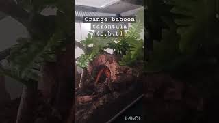 Obt Tarantula Feeding