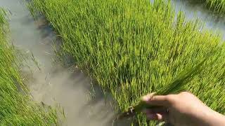 Tanam Padi Bibit Muda