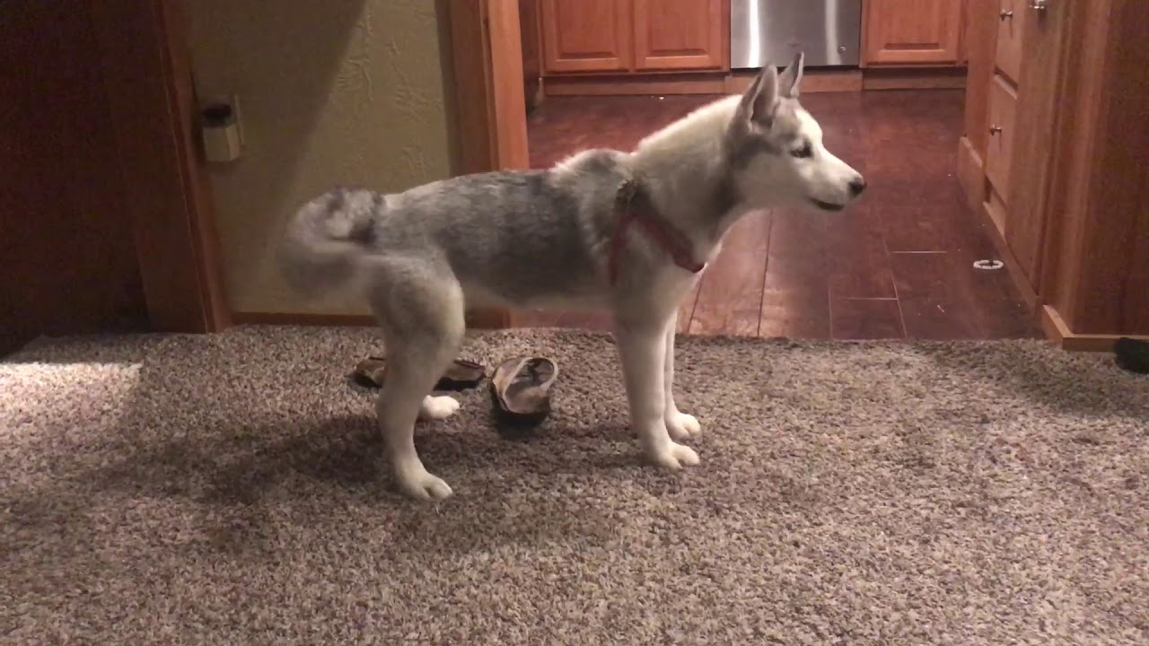 AMAZING DOG CATCHES CAT BURGLAR IN THE ACT!! YouTube