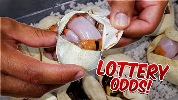 We Hit The Snake Lottery