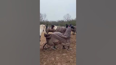 Fake Horse Prank Tries to Blend in riding stable😂 #funnyshorts #horse