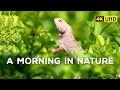 An usual morning ft. Chameleon, Spotted Owlet and Brown Headed Barbet - 4K Video