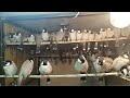 طياريات بلابل حدودي تحجي القافل سمعها