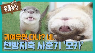 이름부터 달콤한 새끼 수달 ‘모카’의 쓰디쓴 사춘기! I TV동물농장 (Animal Farm) | SBS Story