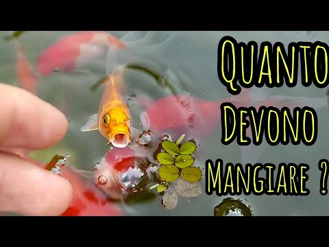 Video: Giorni in cui puoi mangiare pesce in Quaresima 2020