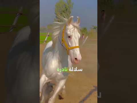 أغلي حصان في العالم