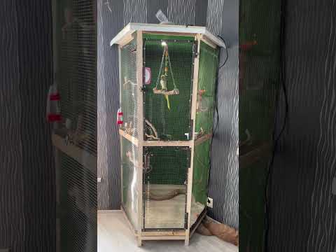 Клетка для попугая за день