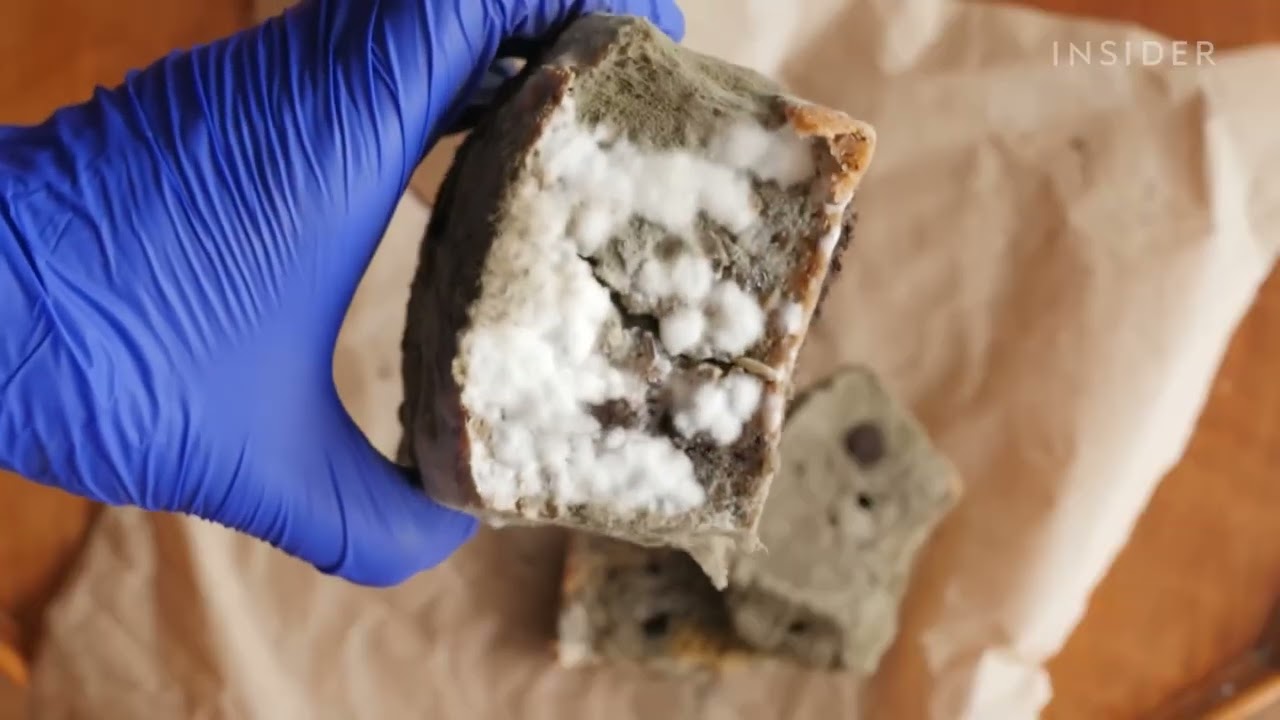 On the love of Mold.