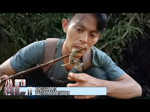 Video: Ular Berkacamata: Habitat, Ukuran Dan Ciri