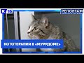 «Муррдом» запускает цикл бесплатных занятий кототерапией