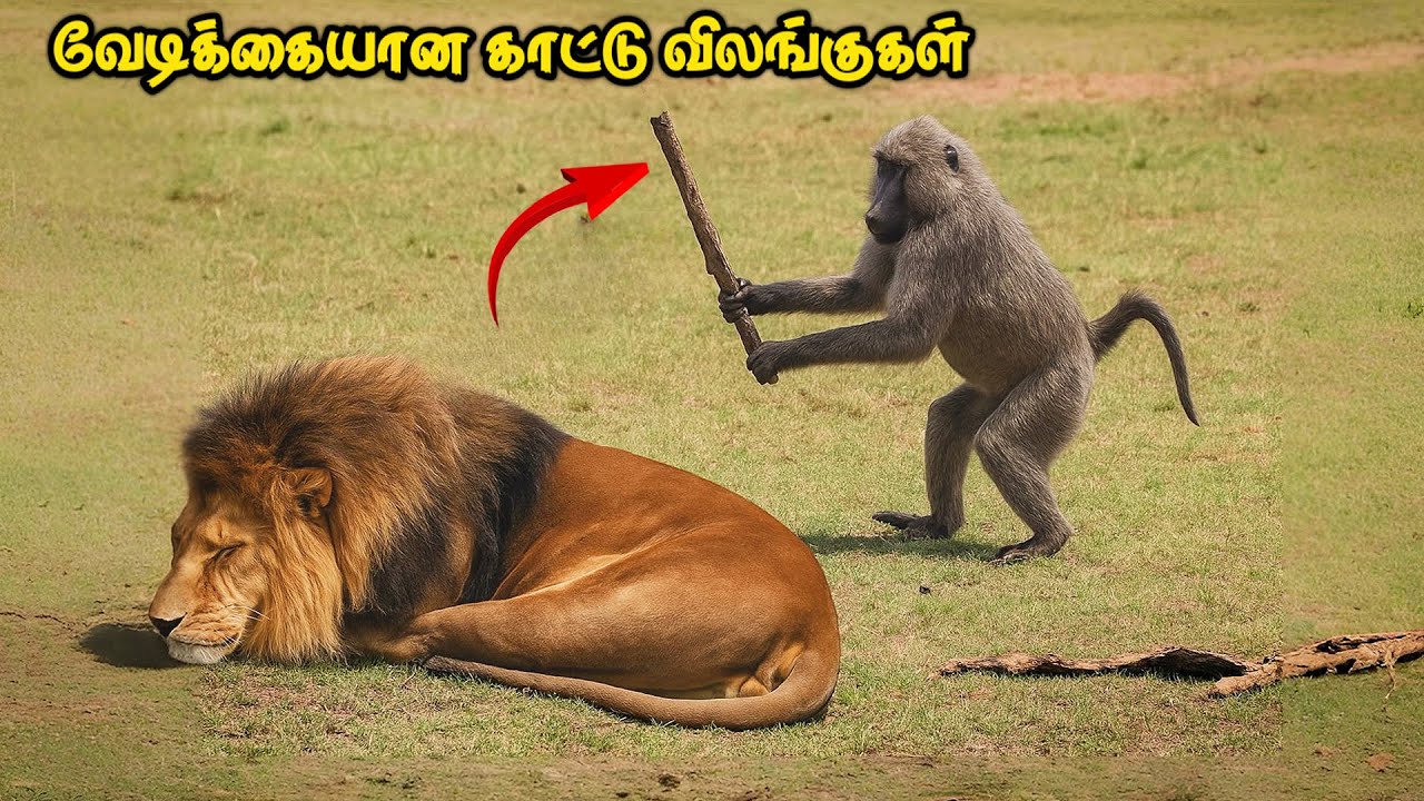 காட்டு விலங்குகளின் வேடிக்கையான சம்பவங்கள் | Funniest Wild Animal Moments Caught On Camera | AVO