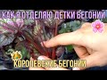 КАК Я ОТДЕЛЯЮ ДЕТКИ БЕГОНИЙ/КОРОЛЕВСКИЕ БЕГОНИИ