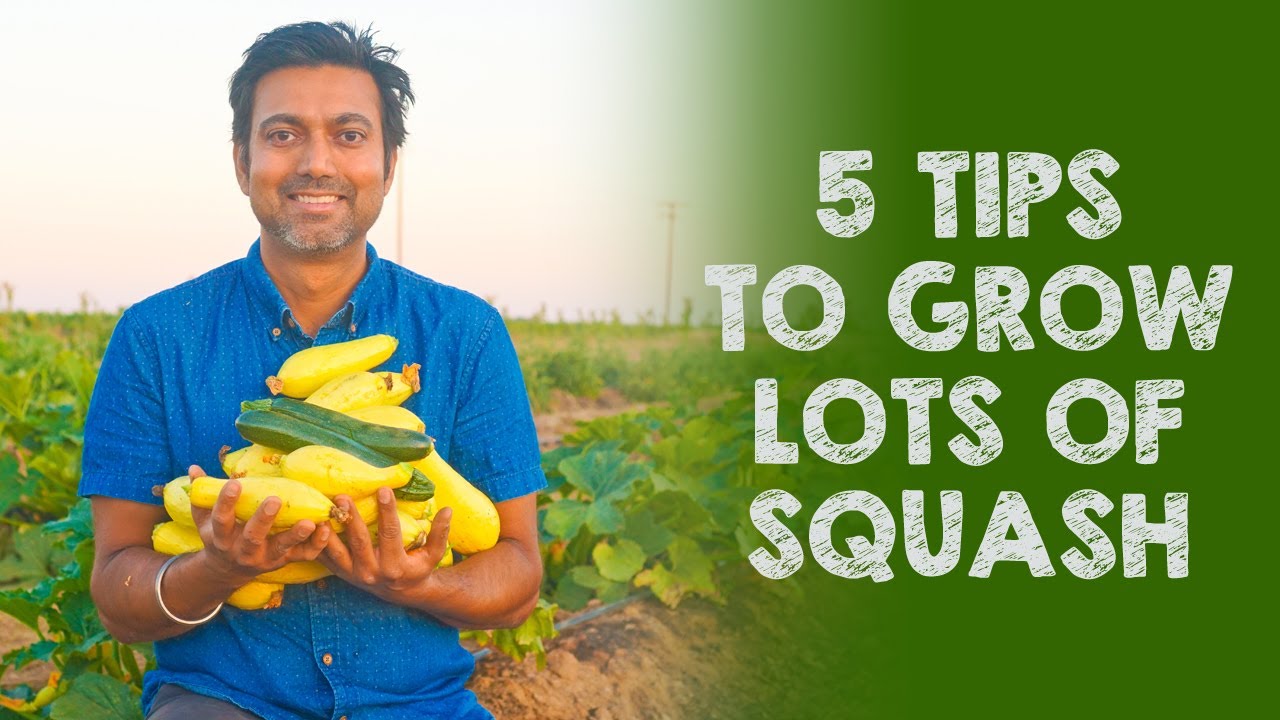 5 Tips To Grow Lots Of Squash