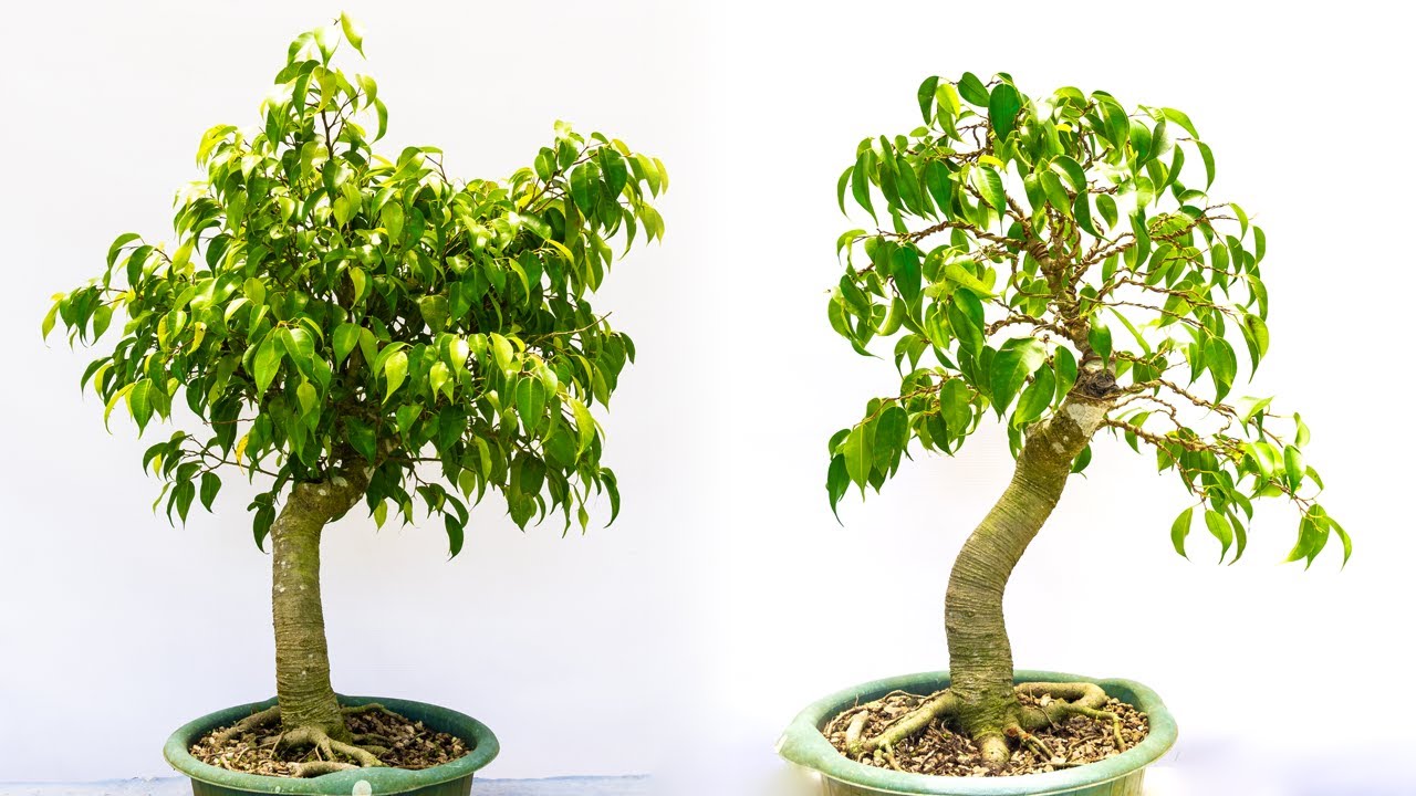 Ficus Benjamina - Un Desafío