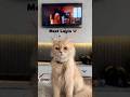 Episode- 1 Introduction Follow adventure #funnycats #catshorts #cats #catlovers