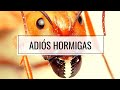 Di ADIÓS A Las HORMIGAS De Tu Huerto o Casa 🐜 Remedio CASERO y Sin Tóxicos (SOLUCION DEFINITIVA)