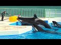 『鴨川シーワールド』シャチパフォーマンス♪合間の風景(2019/09/01）