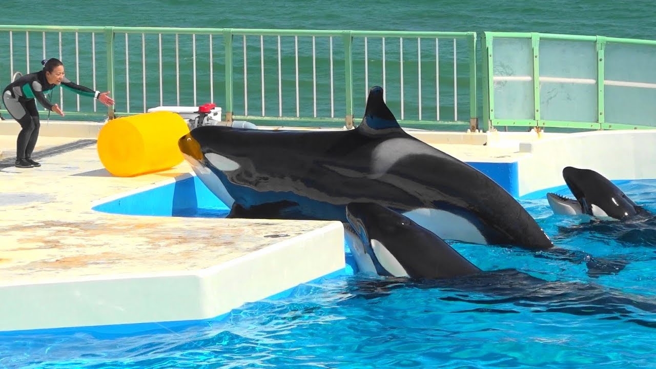 『鴨川シーワールド』シャチパフォーマンス♪合間の風景(2019/09/01）
