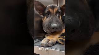 Left Alone to Starve, This Tiny Puppy Ate Rocks Just to Survive! #rescue