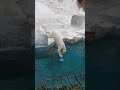Ref:NglTdfN141c           w 24.4.3 13:12 #      #     � #funnyanimals #jump #dive #funnyvideos #fun #happy #hochan