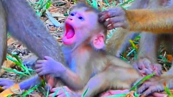 Untitled 2025 11 28 17 45 18 3