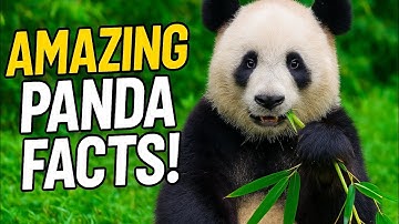 The Secret Life of Pandas | Amazing Facts You Didn